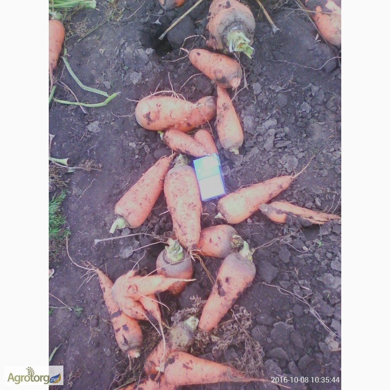 Фото 3. Продам морковь ( Абако) некондиция