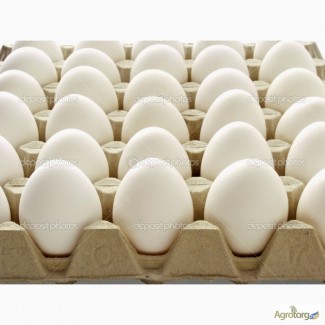 Продаємо оптом і в роздріб племінні інкубаційні яйця Ломан Вайт ( маточне поголівя Герман