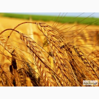 Куплю пшеницу, ячмень, кукурузу, овес по Луганской и Донецкой обл