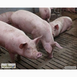 Продам свиней мясного напрямку