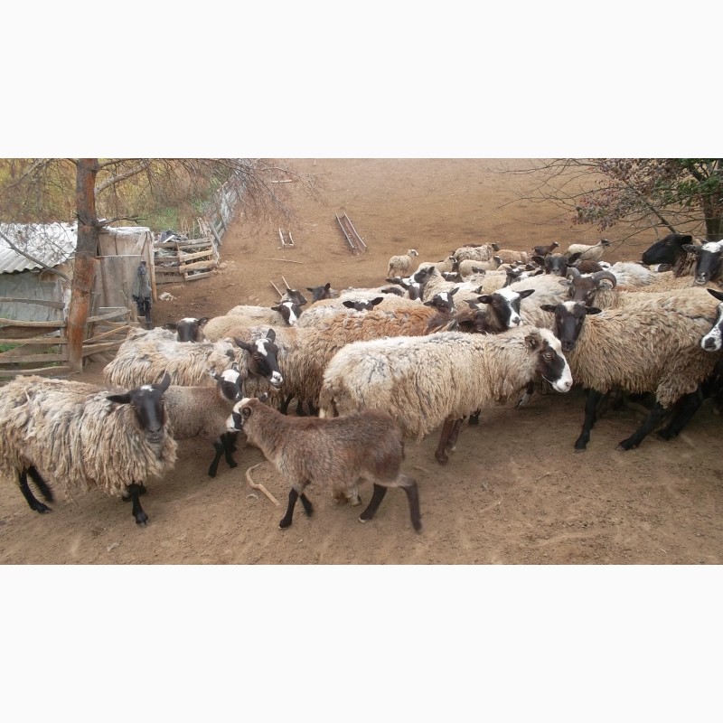 Фото 2. Продам вівці романівської породи