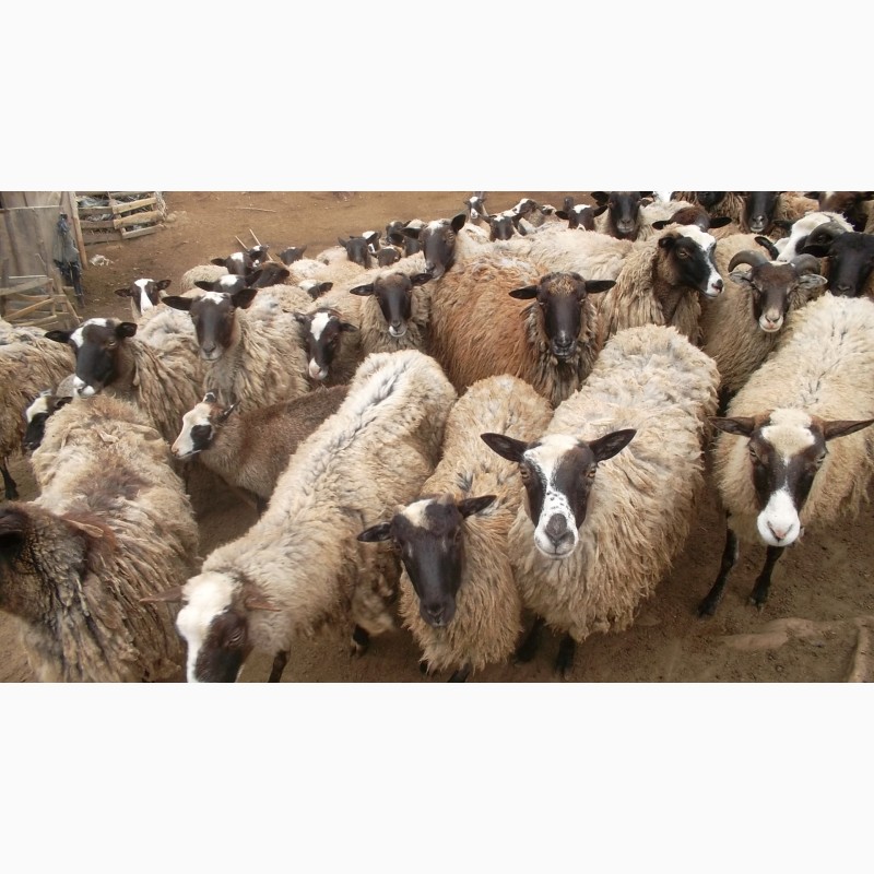 Фото 3. Продам вівці романівської породи