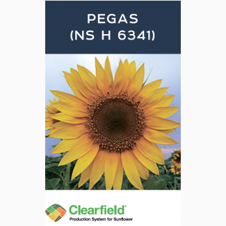 Продаем семена подсолнечника PEGAS (NS H 6341), производитель Евросем