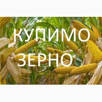 Закуповуємо кукурудзу фуражну в Закарпатській області