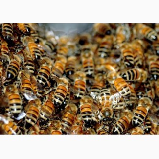 Продам бджоло сім’ї