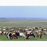 Потрібні пастухи для випаса гурту корів