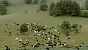 Фото 3. Потрібні пастухи для випаса гурту корів