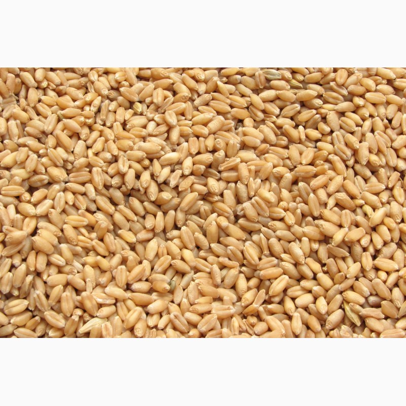 Фото 2. Семена пшеницы Тацитус / Насіння пшениці від ПБФ «Колос»