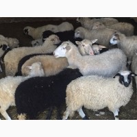 Продам молодих баранів, овець, ягнят