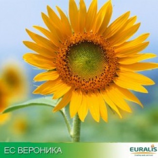 ЕС ВЕРОНИКА (Евралис ) семена подсолнечника