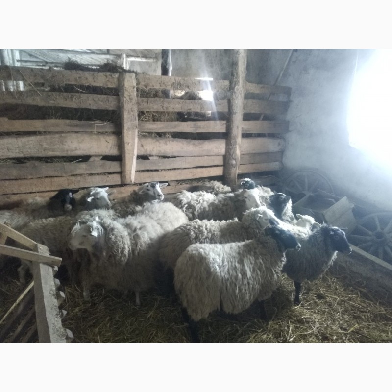 Фото 2. Продам овець