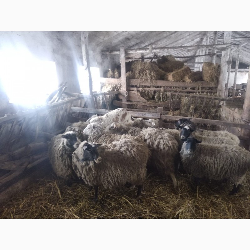 Фото 3. Продам овець