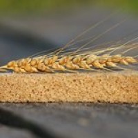 СРОЧНО продам канадский трансгенный сорт мягкой пшеницы двуручки KASTOR от поставщика