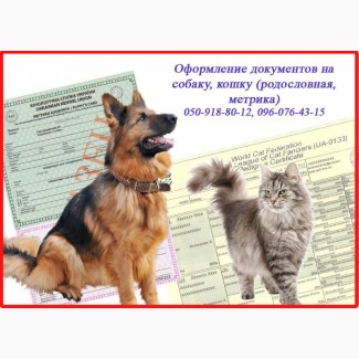 Оформлення ветеринарних документів від 1 дня для котів, собак, Харків