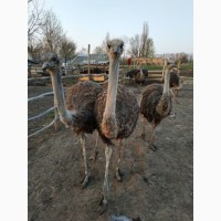 Продам страусів