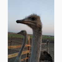 Продам страусів