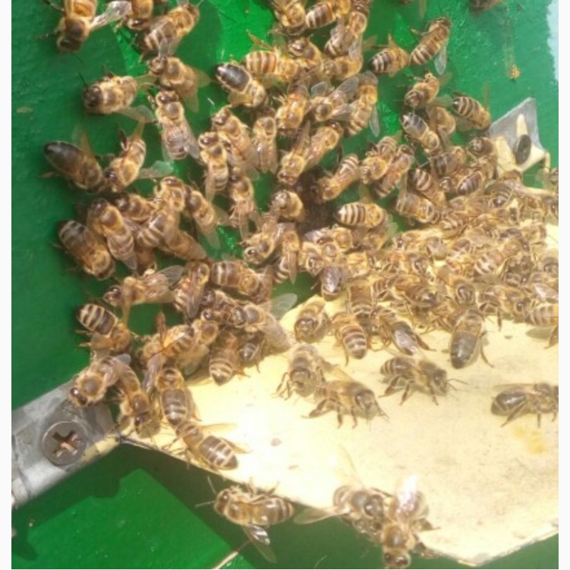 Фото 2. Срочно! Продам пчелосемьи, пчелы, улья