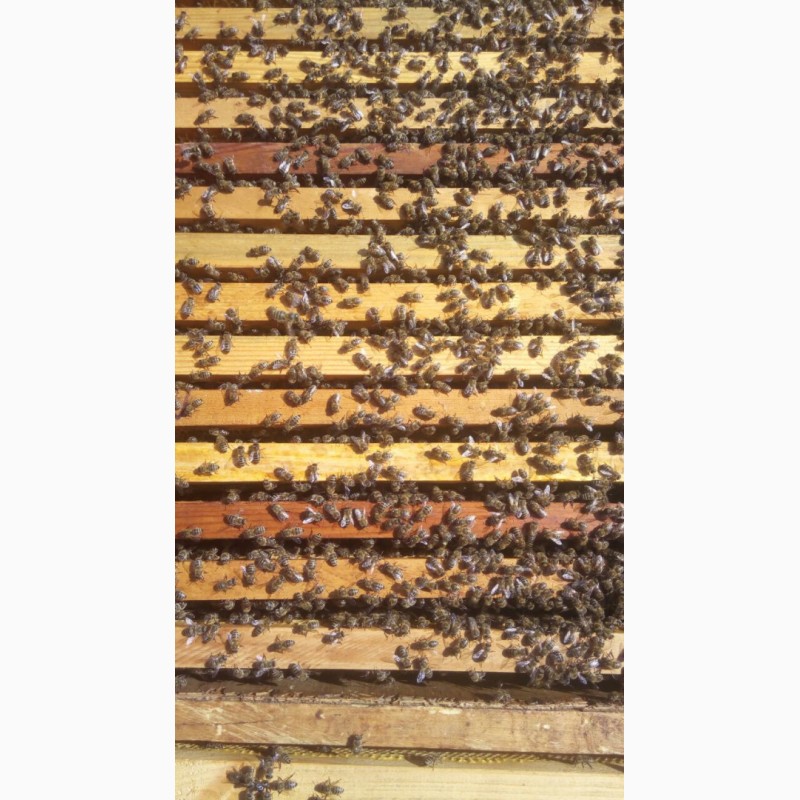 Фото 3. Срочно! Продам пчелосемьи, пчелы, улья