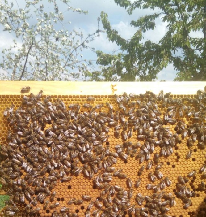 Фото 6. Срочно! Продам пчелосемьи, пчелы, улья