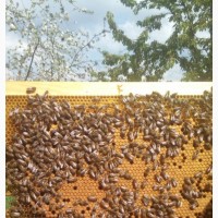 Срочно! Продам пчелосемьи, пчелы, улья