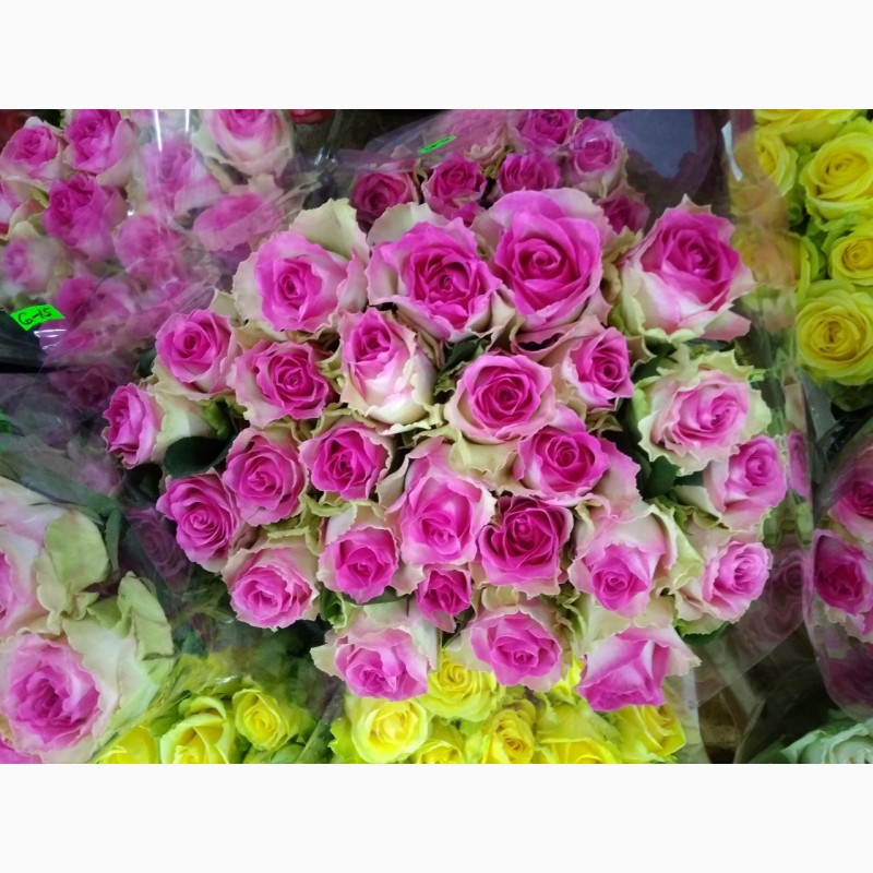 Фото 5. Продам оптом домашні свіжо-зрізані троянди