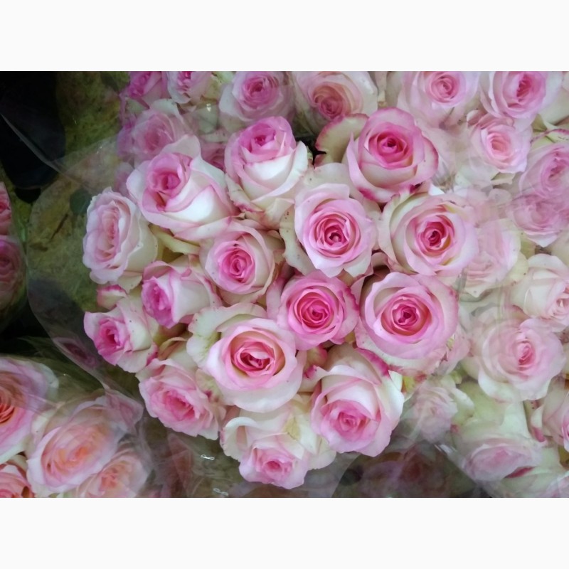 Фото 6. Продам оптом домашні свіжо-зрізані троянди