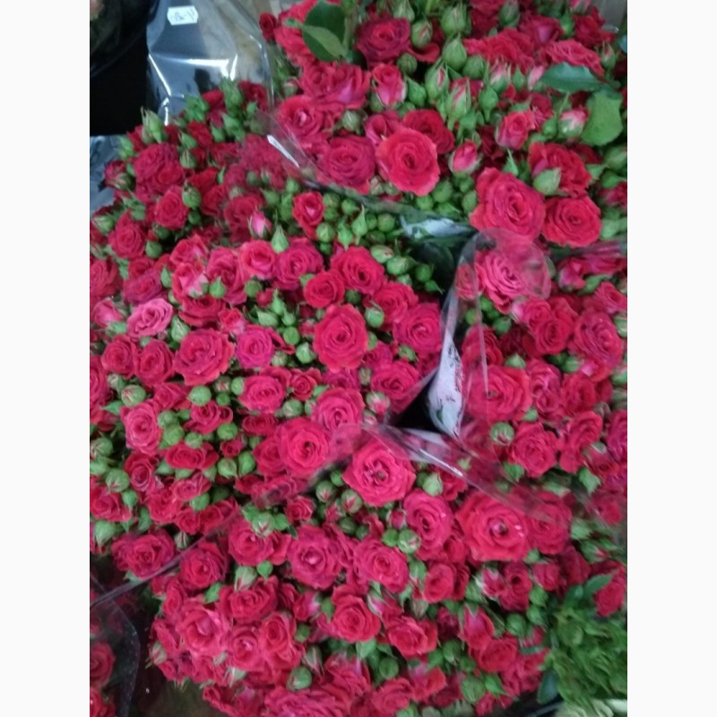 Фото 8. Продам оптом домашні свіжо-зрізані троянди
