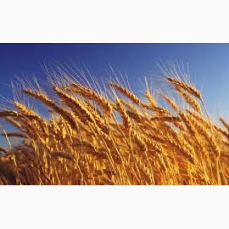Закупівля пшениці. Вся Україна. самовивіз