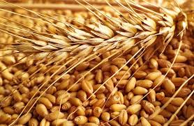 Фото 3. Закупівля пшениці. Вся Україна. самовивіз