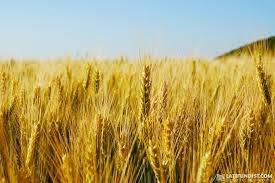 Фото 3. Куплю пшеницю