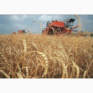 Закупаем пшеницу фураж в больших количествах от 25 т