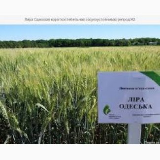 Продам семена озимой пшеницы Лира Одесская