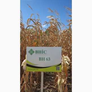Семена кукурузы ВН 63 (ФАО 280) напрямую от производителя