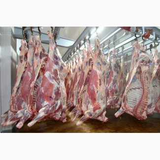 ПрАТ АГРО-ПРОДУКТ закупляє мясо говядини (ВРХ) охолоджене в четвертинах 1- шої категорії
