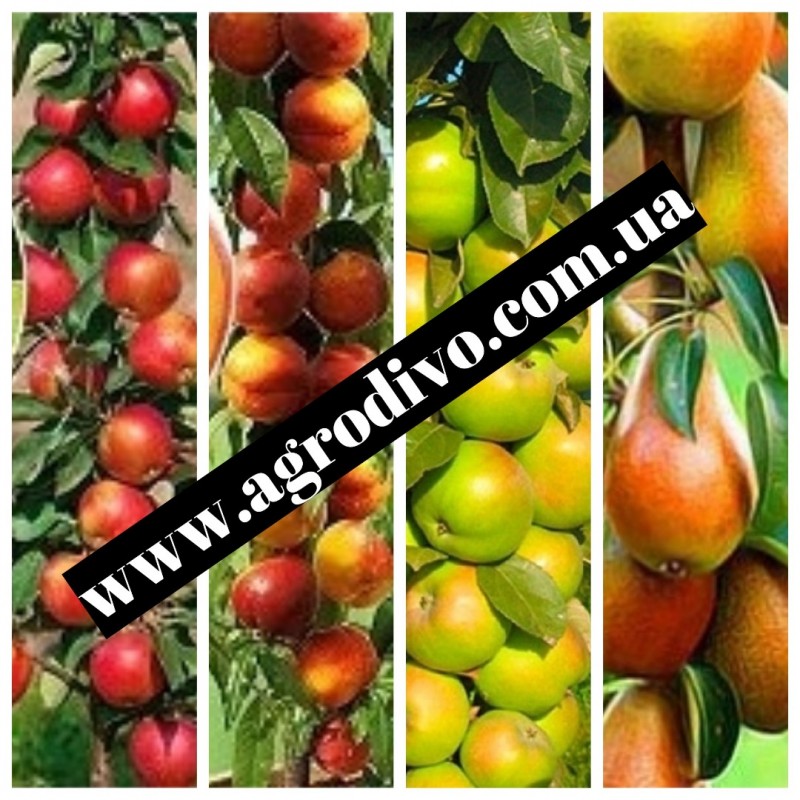 Фото 2. Саженцы плодовых яблонь, груши, сливы, вишня, черешня, персик, абрикос, нектарин, розы