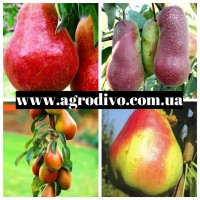 Саженцы плодовых яблонь, груши, сливы, вишня, черешня, персик, абрикос, нектарин, розы