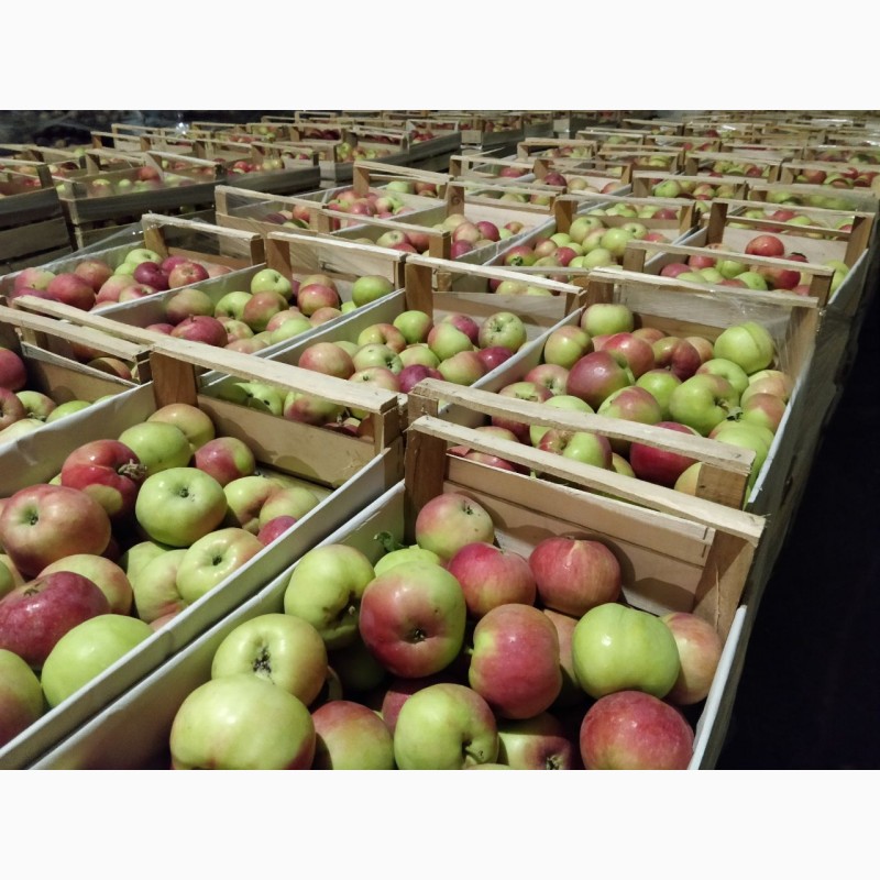 Фото 2. Продаем яблоки оптом, сорт Женева, от производителя