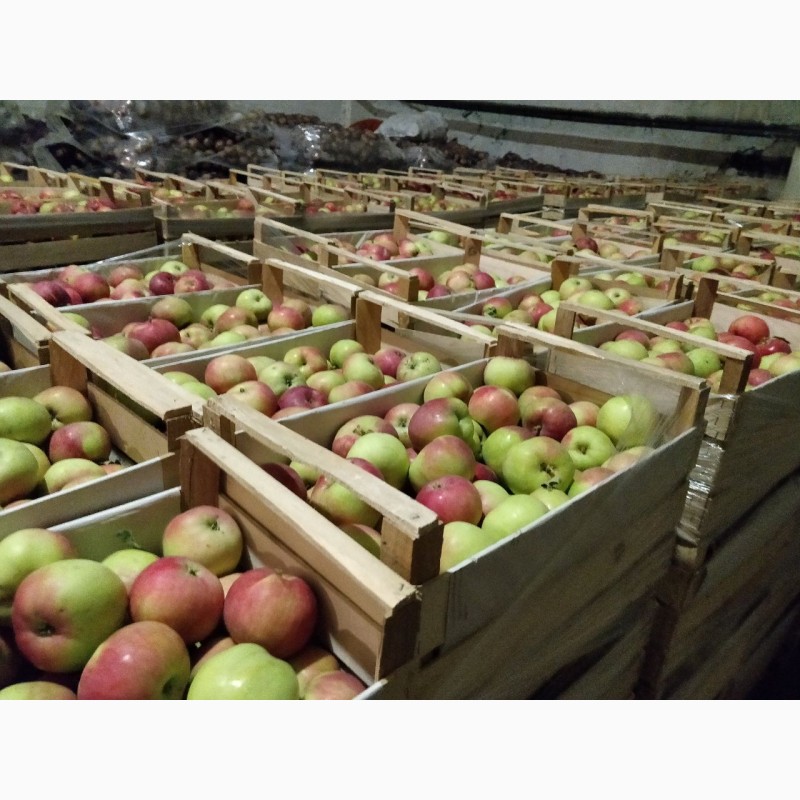 Фото 3. Продаем яблоки оптом, сорт Женева, от производителя