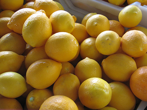 Фото 4. Саженцы лимона сорта Пандероза 1лет, Мейер 2хлет и Павловский 2 лет