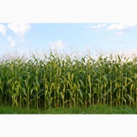 Закупаем зерновые культуры:Пшеницу