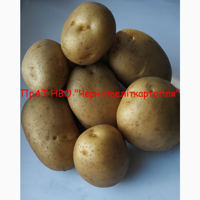 Фото 2. Ранні сорти картоплі, продаж насіннєвої картоплі, еліта