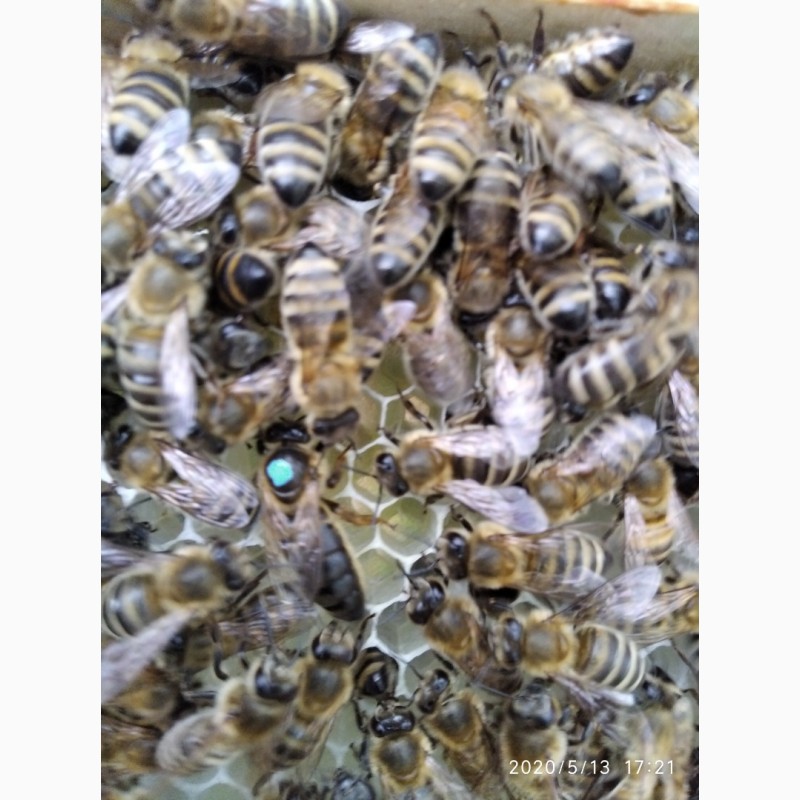 Фото 2. Бджолопакети карпатка