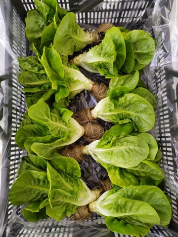 Фото 3. Продам салат Айсберг экспортного качества оптом из Турции