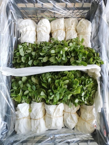 Фото 9. Продам салат Айсберг экспортного качества оптом из Турции