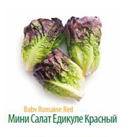 Фото 16. Продам салат Айсберг экспортного качества оптом из Турции
