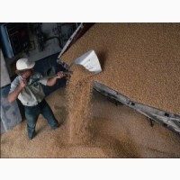 Услуги по переработки зерновых