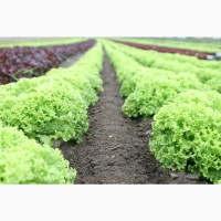 Вирощування зелені, салату
