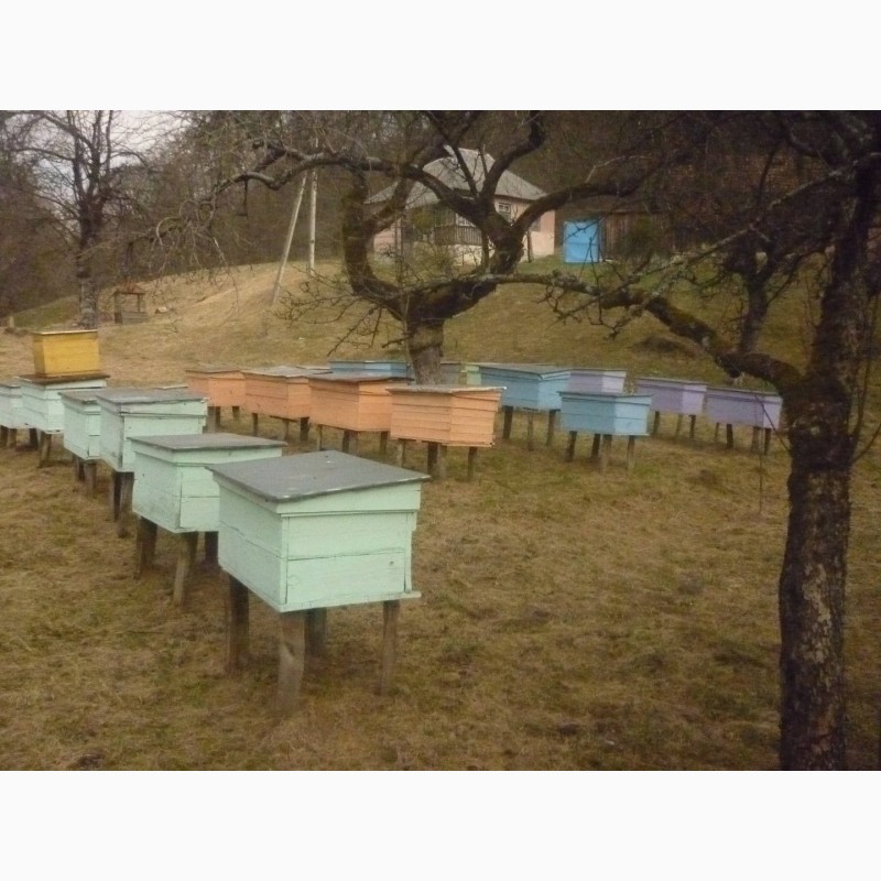 Фото 4. Продам бджолопакети карпатки