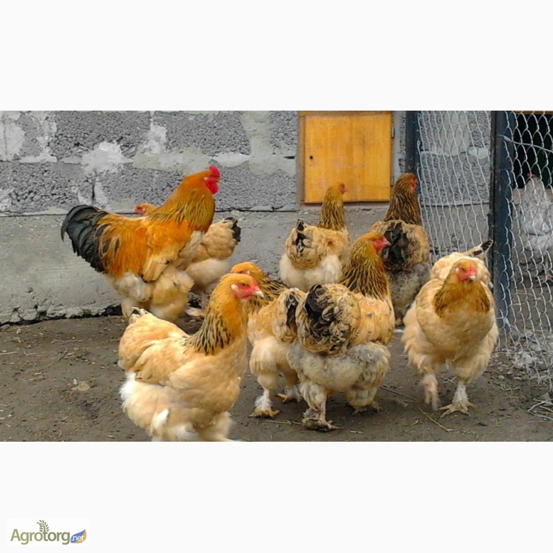 Фото 5. Продажа инкубационных яиц кур породы Брама желто-черны колумбийский окрас