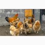 Продажа инкубационных яиц кур породы Брама желто-черны колумбийский окрас